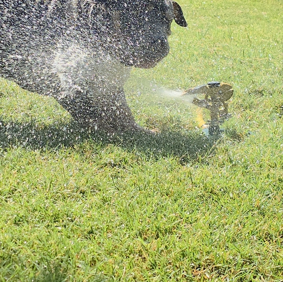 Meet your Posher, Laura - Picture 4 of 16